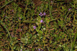 Image of Lythrum rotundifolium Hochst. ex A. Rich.