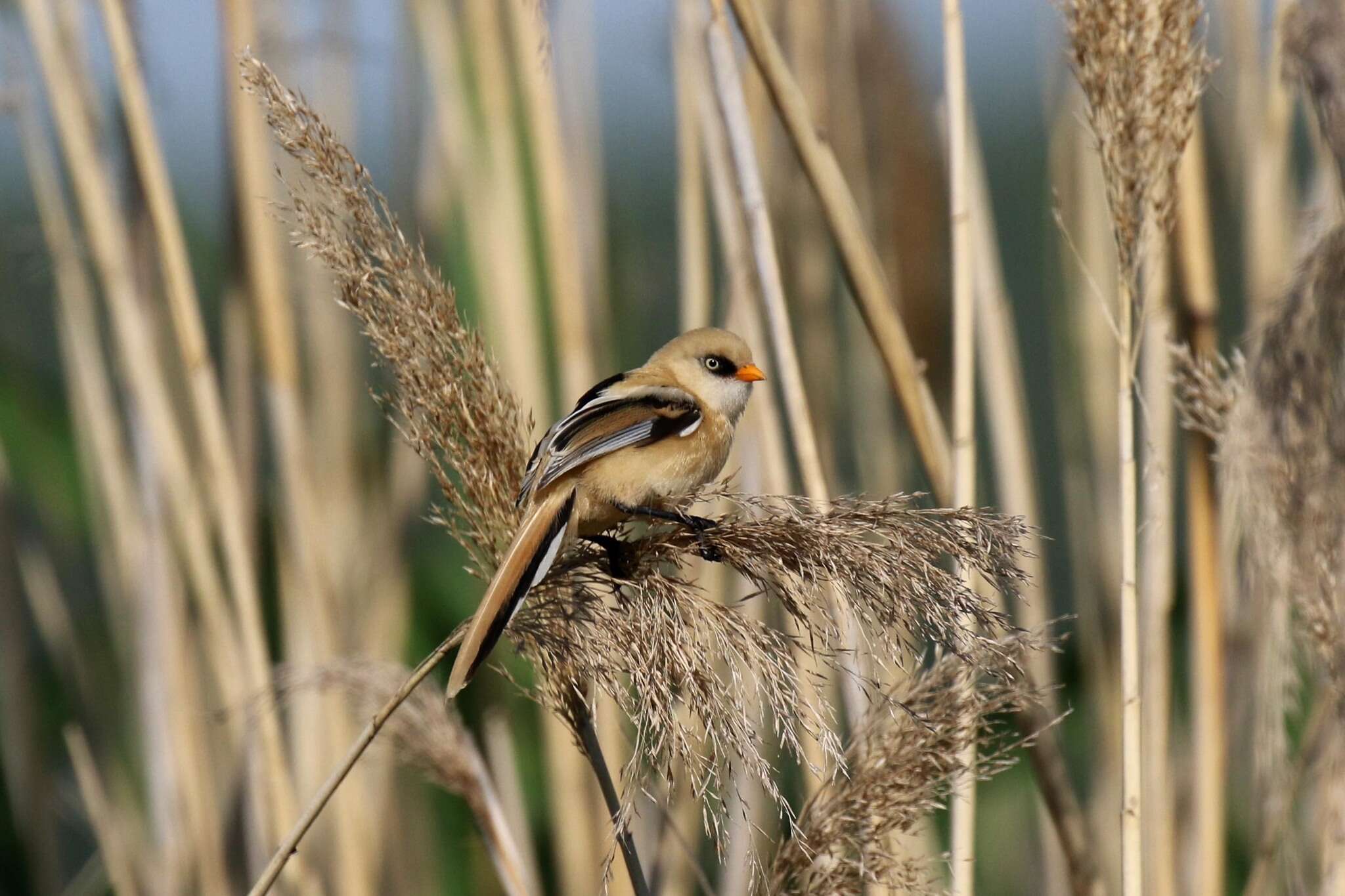 Sivun Panuridae kuva