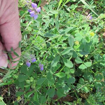 Imagem de Vicia ludoviciana subsp. ludoviciana