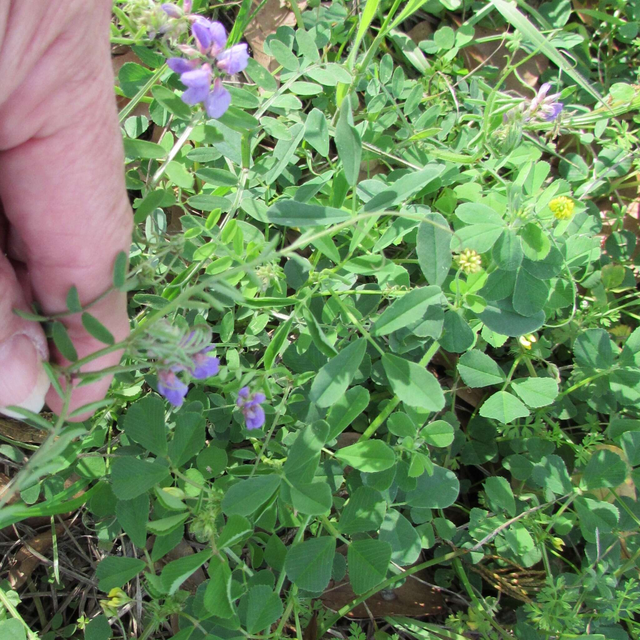 Image of Louisiana vetch