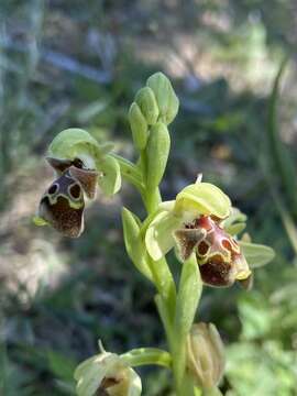 Image of Ophrys umbilicata Desf.