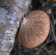 Image de Polyporus hypomelanus Berk. ex Cooke 1886