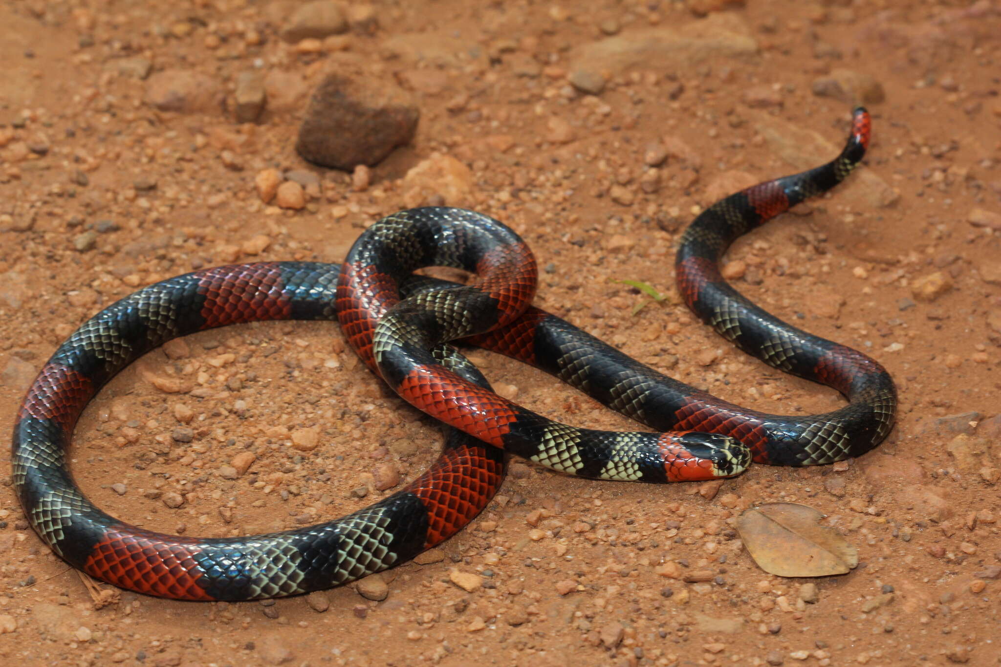 Imagem de Micrurus frontalis (A. M. C. Duméril, Bibron & A. H. A. Duméril 1854)