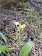 Image of bluntleaved orchid
