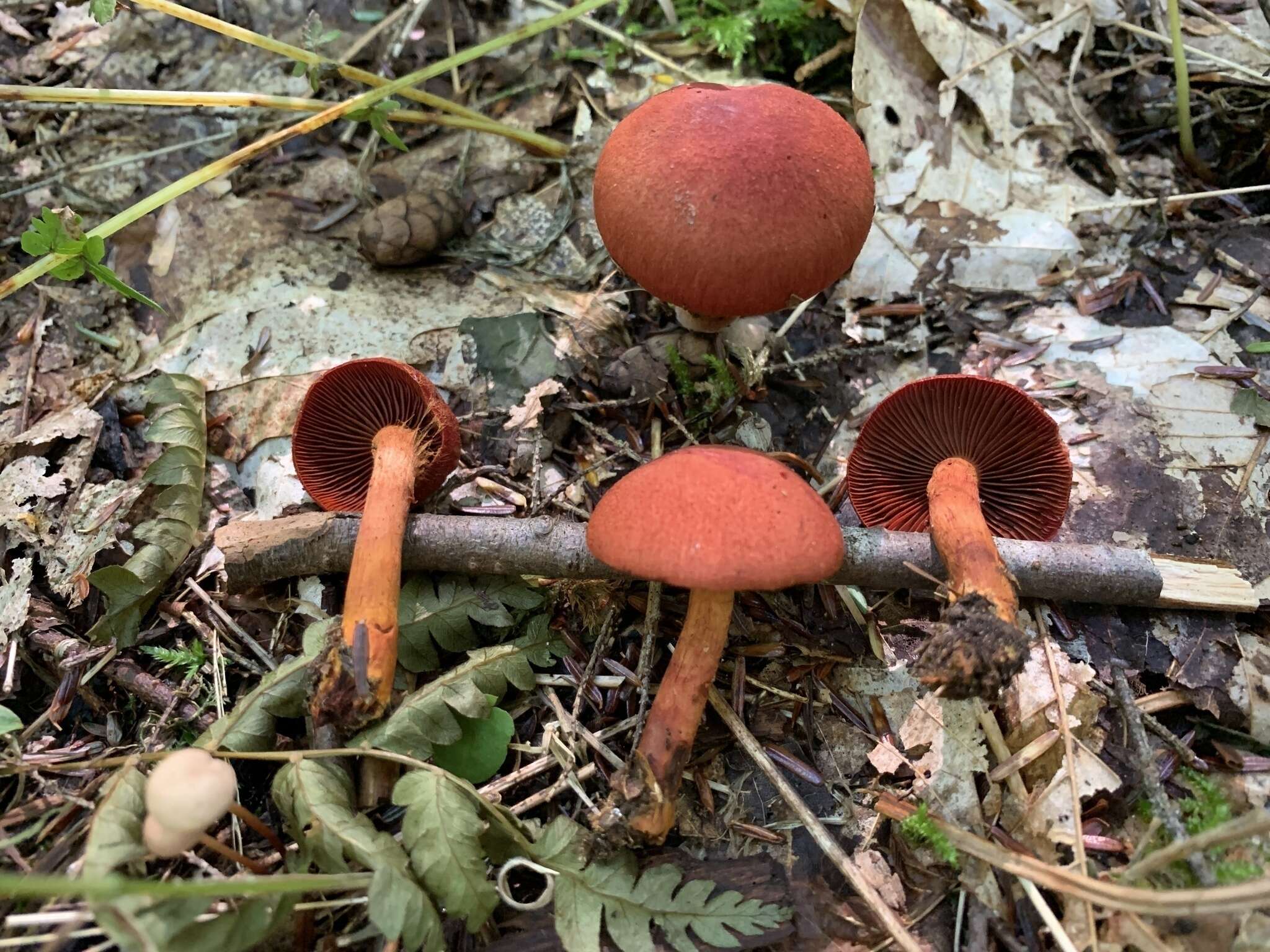 Image of Cortinarius harrisonii Ammirati, Niskanen & Liimat. 2013