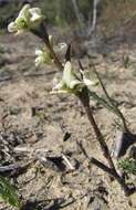 Disperis circumflexa subsp. aemula (Schltr.) J. C. Manning resmi