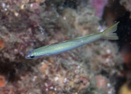 Image of Blue gudgeon