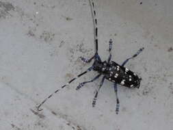 Image of Citrus long-horned beetle