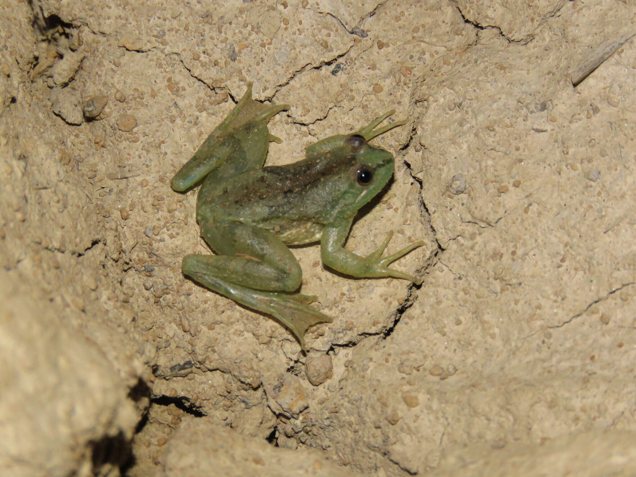 Image of Uruguay Harlequin Frog