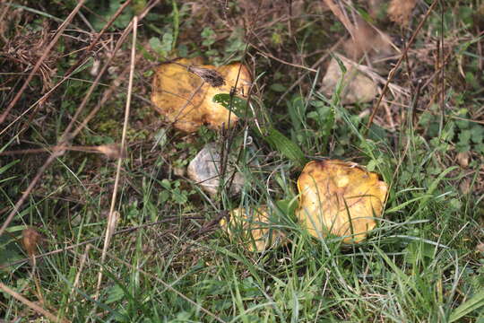 Image of Suillus collinitus (Fr.) Kuntze 1898