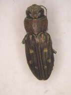 Image of Jewel beetle