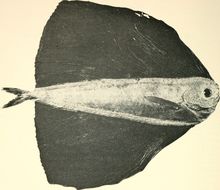 Image of Spotted fanfish
