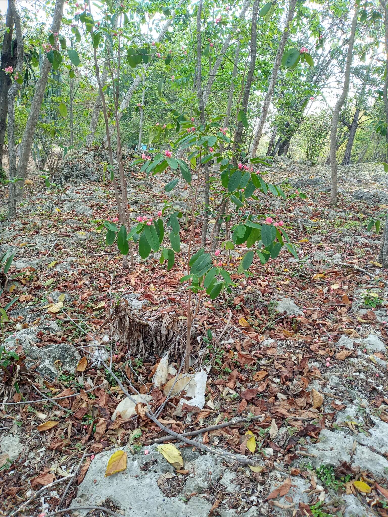 Image of Casearia dodecandra