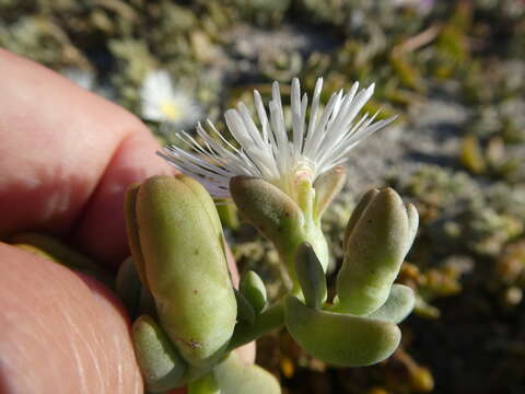 Image of Mesembryanthemum pallens subsp. pallens