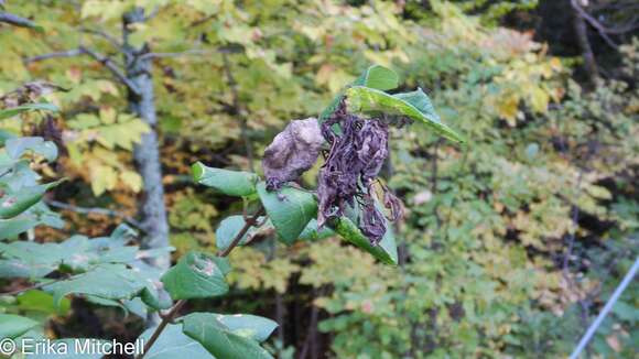 Image of Honeysuckle witches' broom aphid