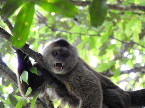 Image of Weeper Capuchin