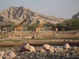 Image de girafe de Nubie