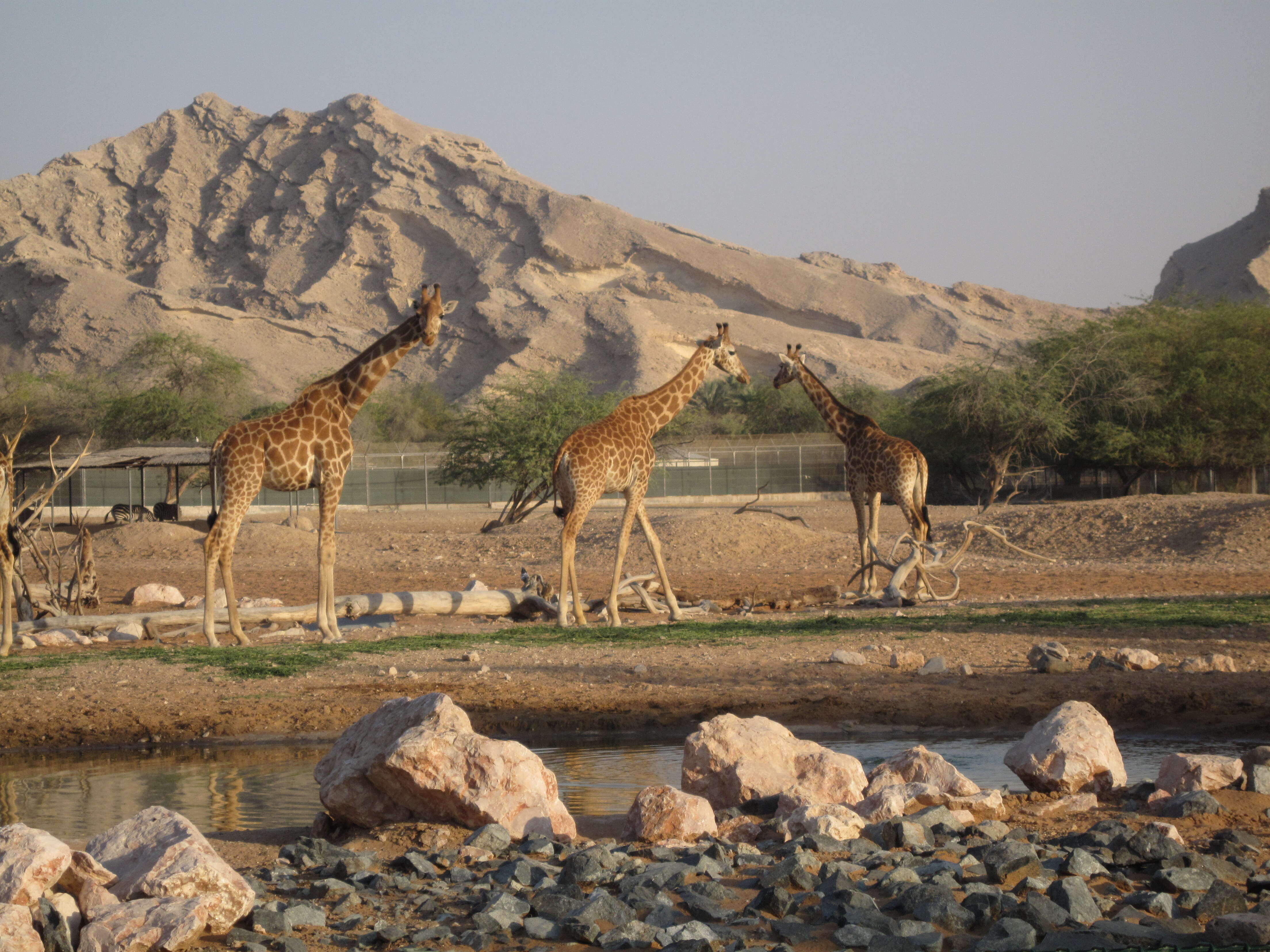 Image of Nubian Giraffe