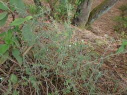 Plancia ëd Micromeria hyssopifolia Webb & Berthel.