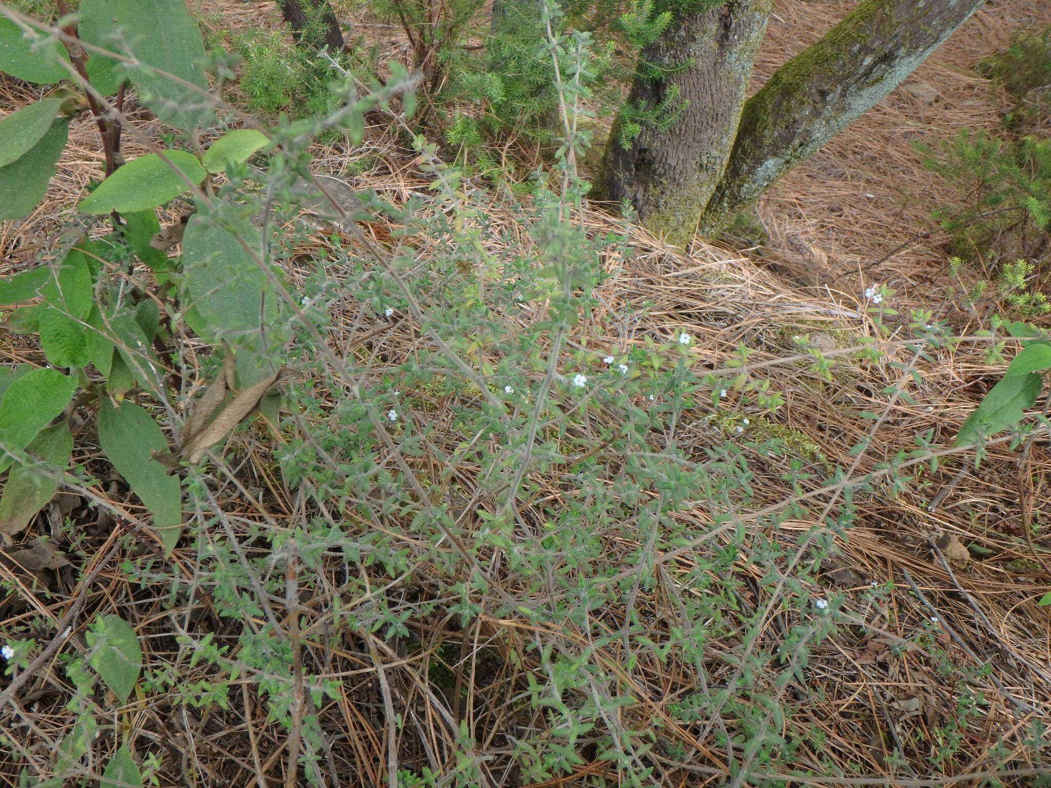 Image of Micromeria hyssopifolia Webb & Berthel.