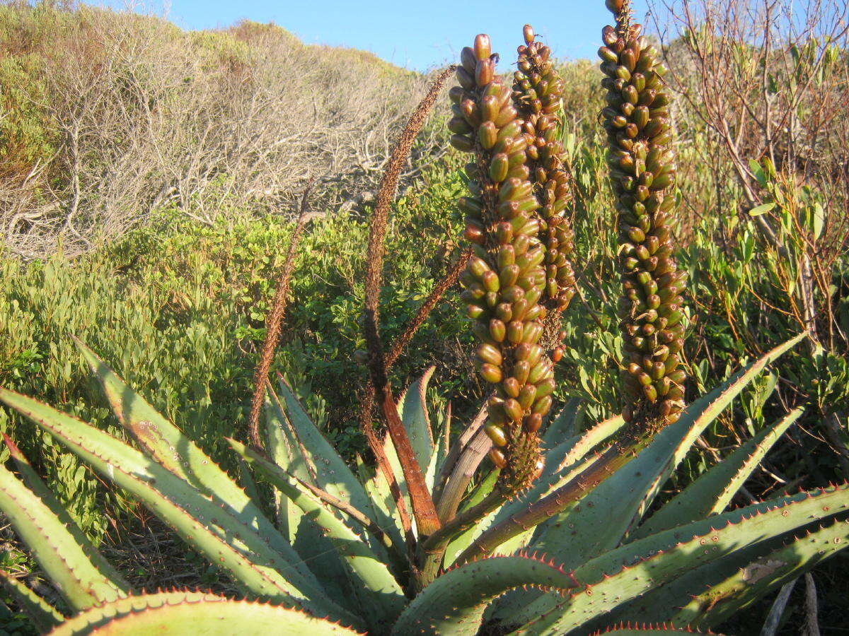 Image de Aloès du Cap