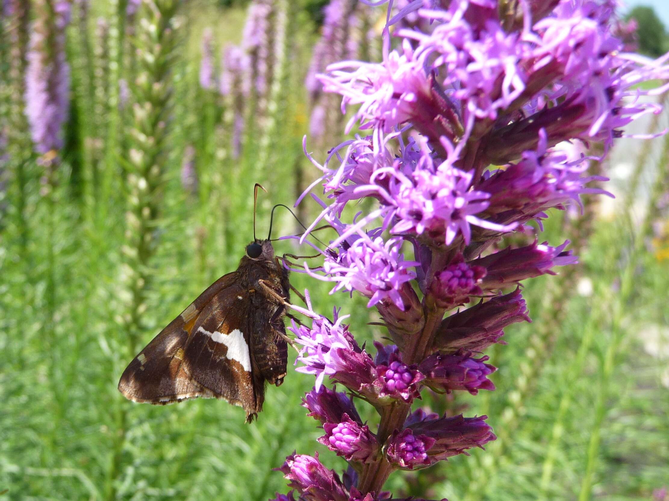 Image of Silver-spotted Skipper