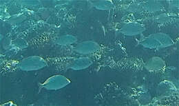 Image of Arabian pinfish