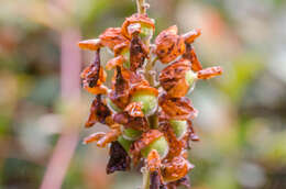 Image of Alpinia hainanensis K. Schum.