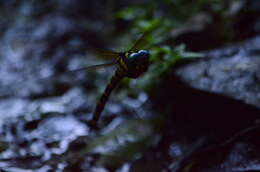 Image of Anotogaster klossi Fraser 1919