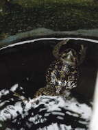 صورة Rhinella atacamensis (Cei 1962)