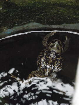 Image of Atacama Toad