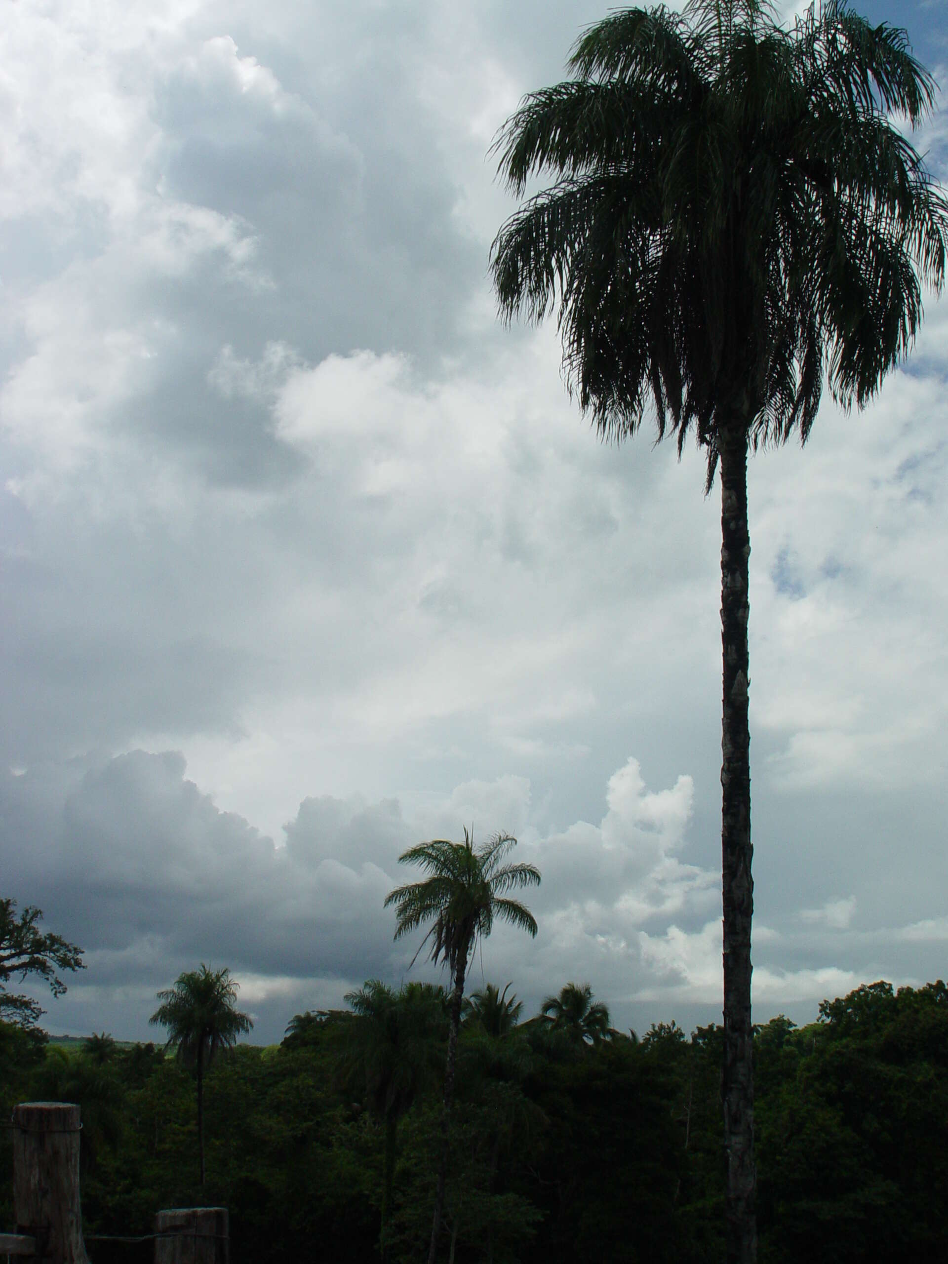 Image of Yellow coconut