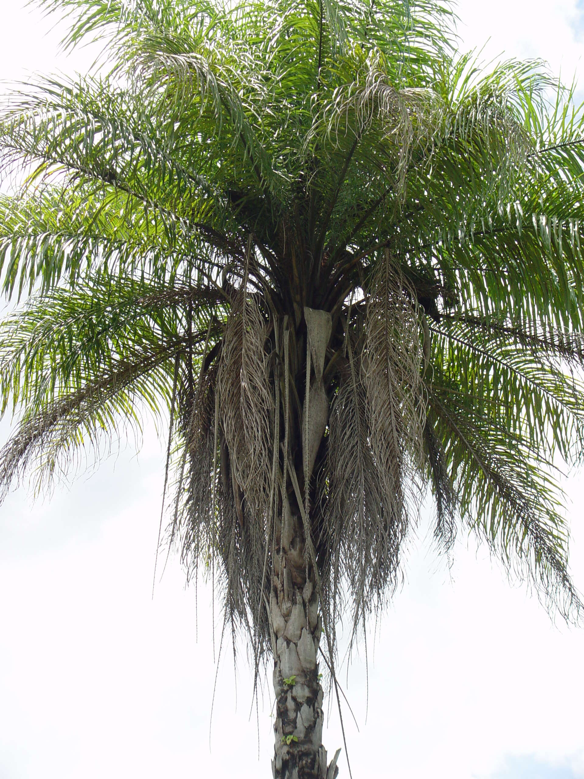 Image of Yellow coconut