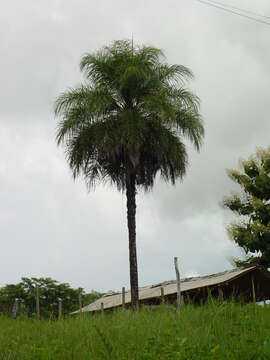 Image of Yellow coconut