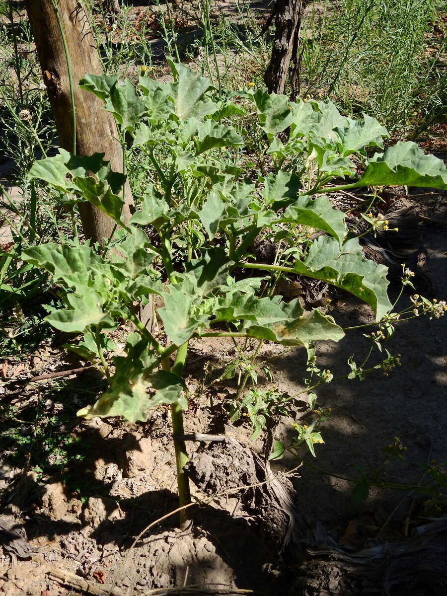 Image de Datura ferox L.