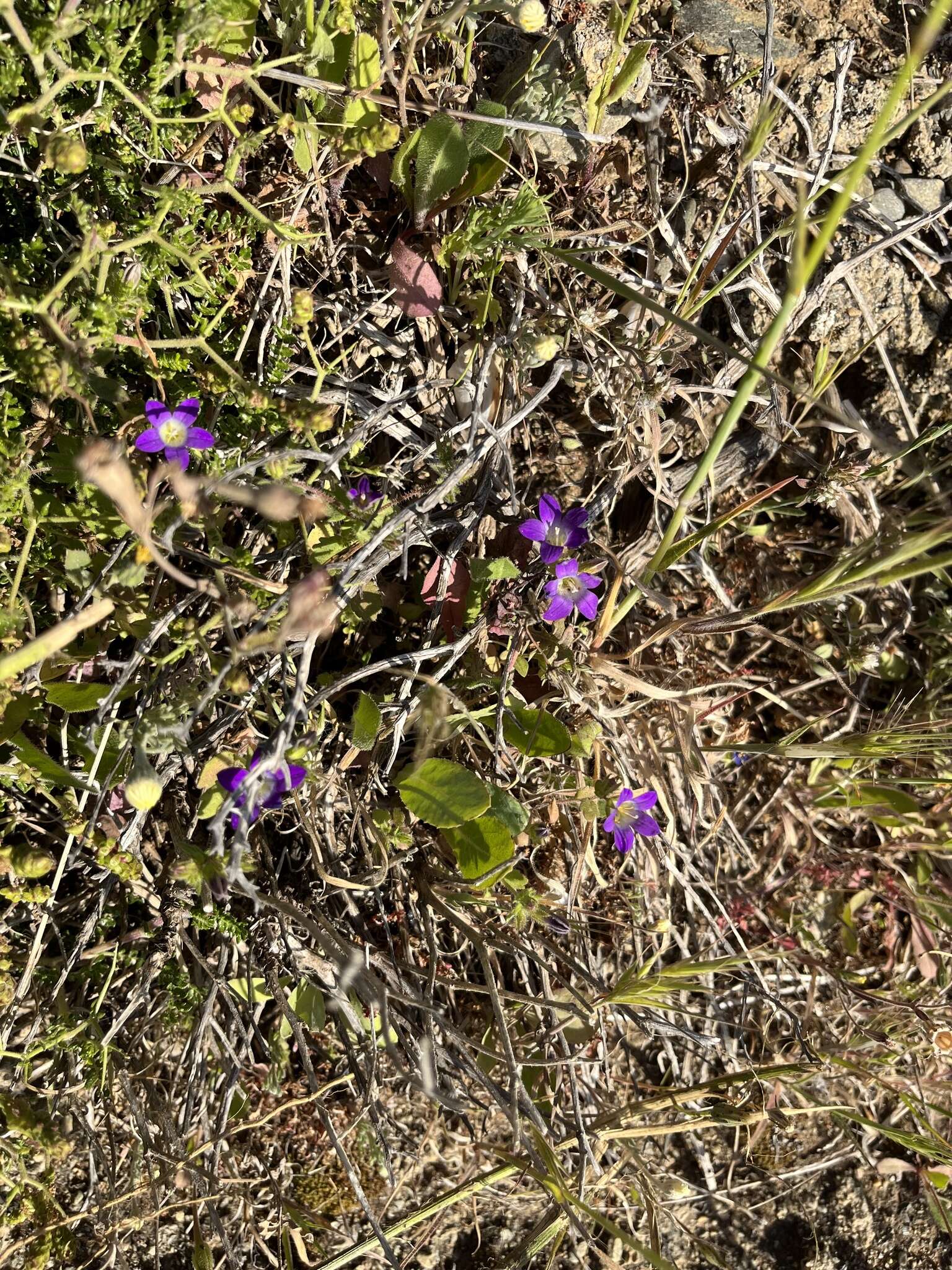 Image of Campanula drabifolia Sm.