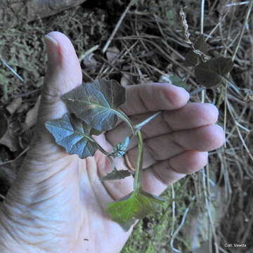 Image of Lobelia pteropoda (C. Presl) A. DC.