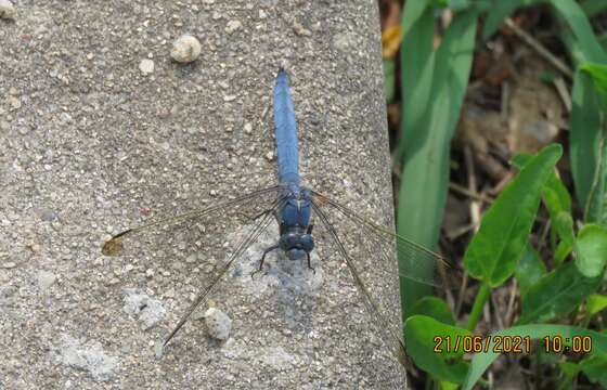 Слика од Orthetrum lineostigma (Selys 1886)