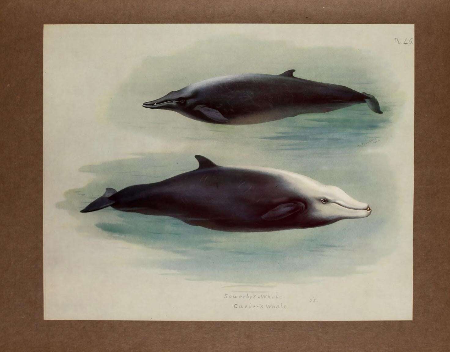 Image of sowerbys beaked whale, beaked whale