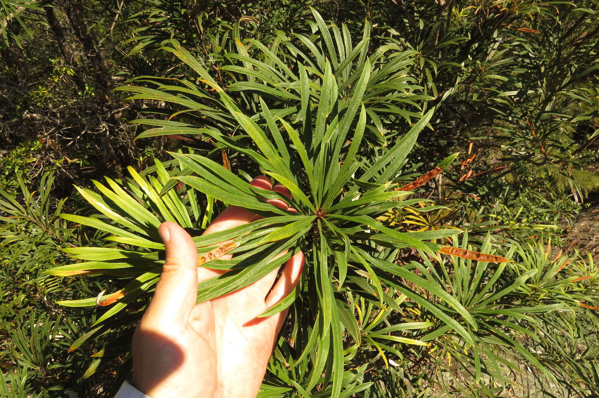 Image of northern banksia