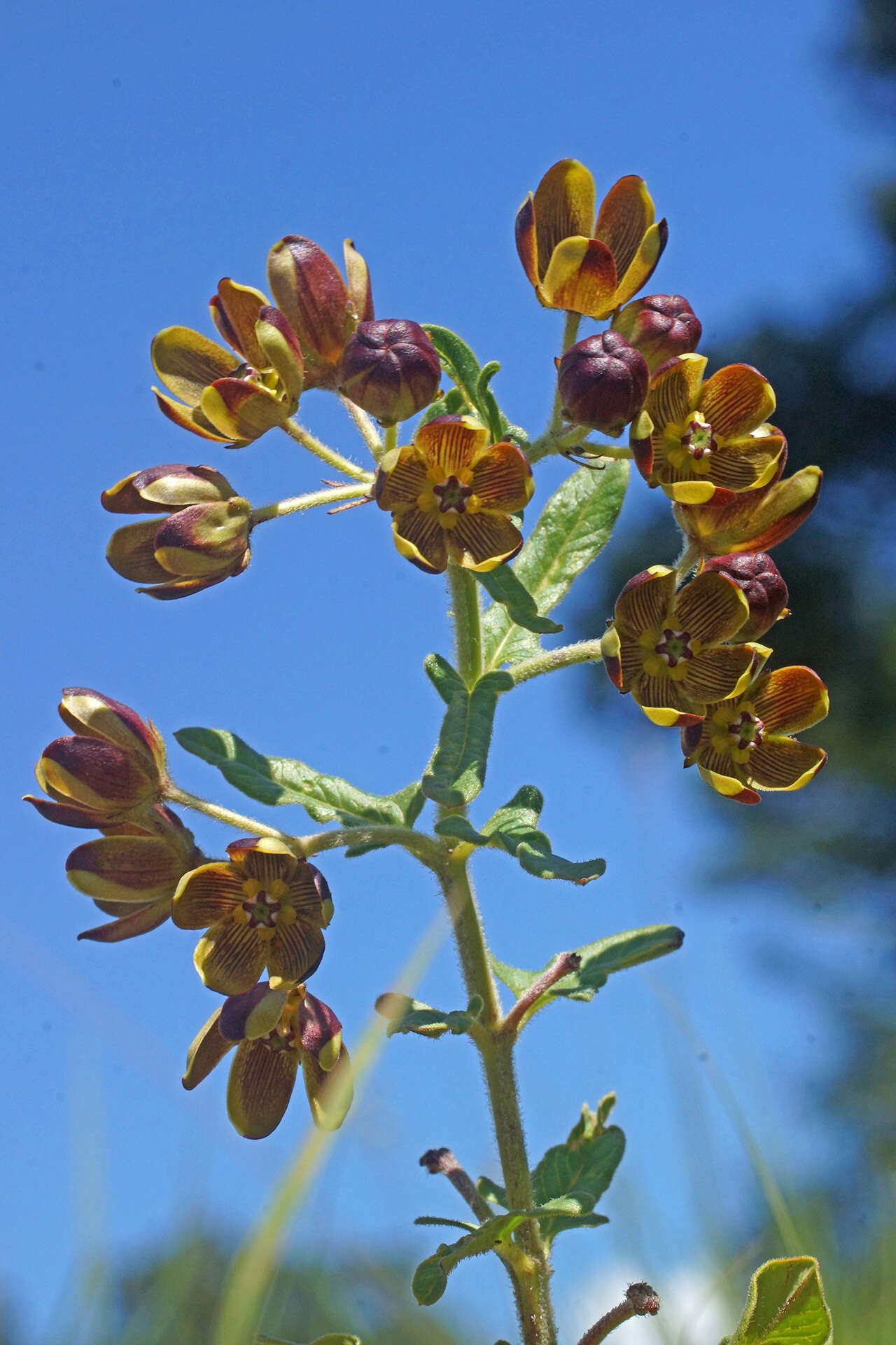 Image of Schizoglossum hamatum E. Mey.