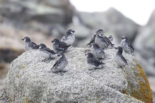 Image of Least Auklet