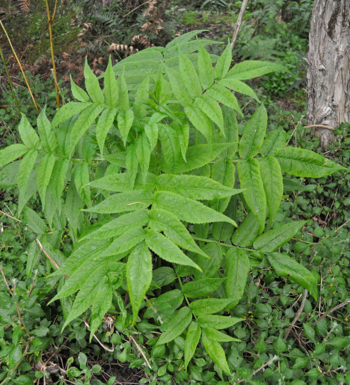 Image of White Elderberry