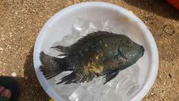 Image of Rio Grande Cichlid