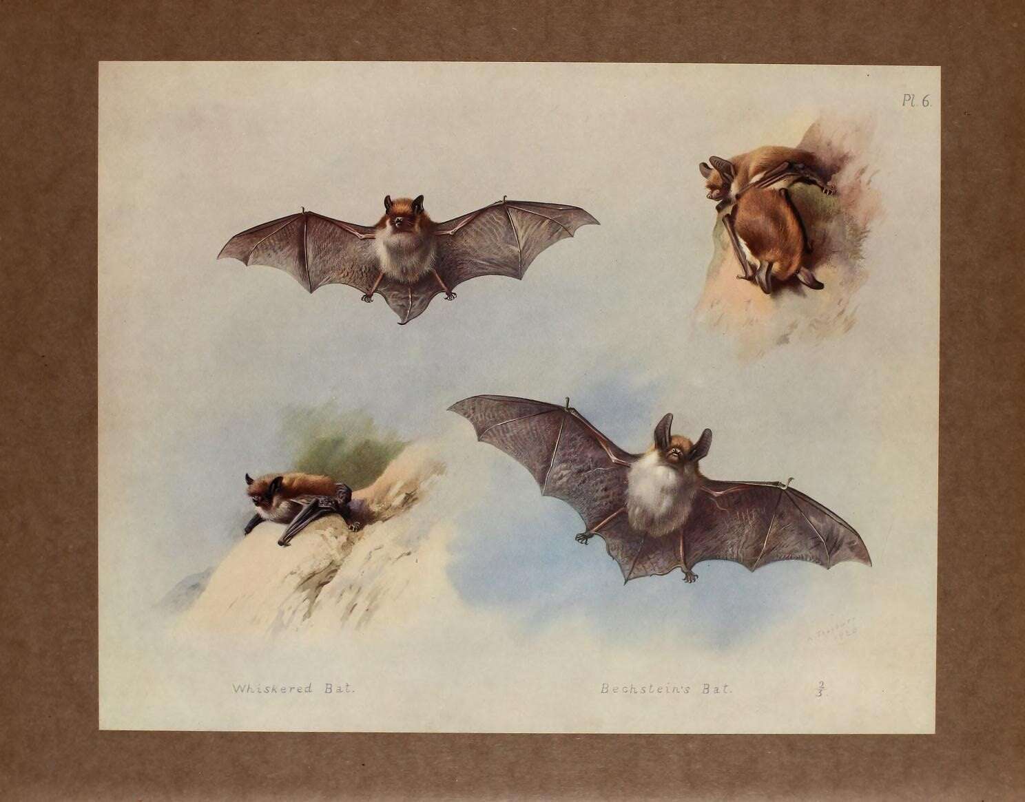 Image of Bechstein's Bat