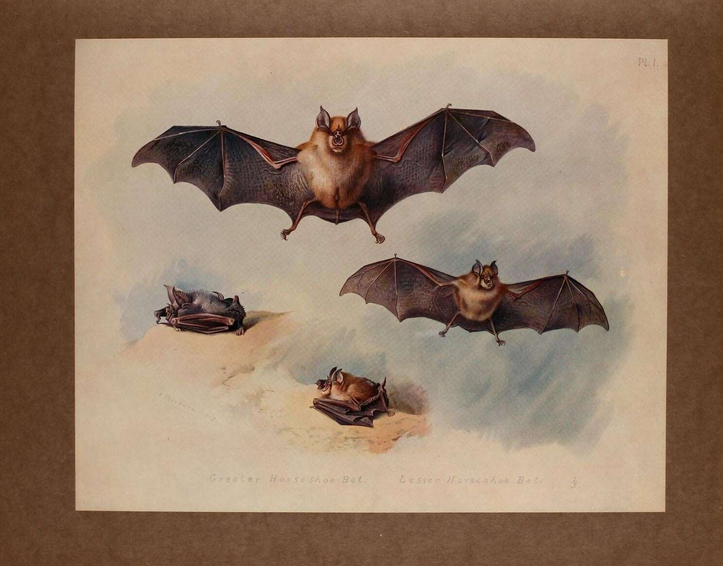 Image of Greater Horseshoe Bat