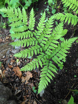 Image of Dryopteris goeringiana (G. Kunze) Koidz.