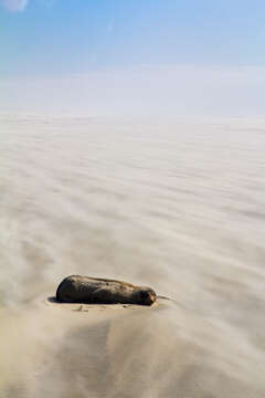 Image of Antipodean Fur Seal