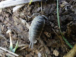 Image of Porcellio hoffmannseggii Brandt 1833