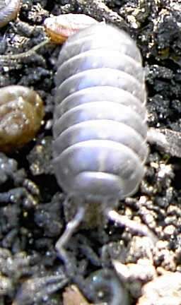 Image of Pill woodlouse